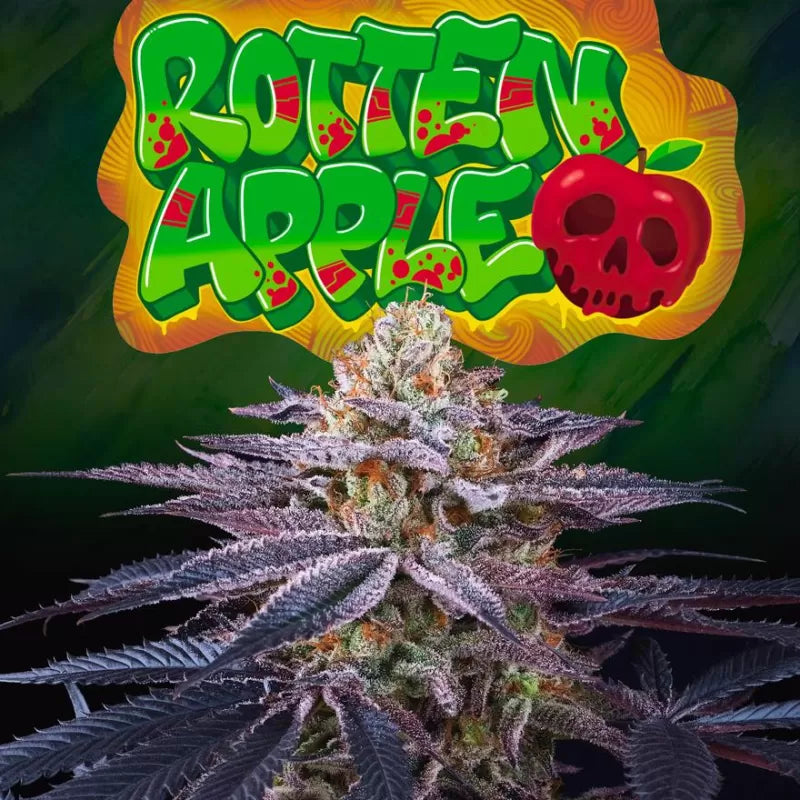 Rotten Apple Feminisiert Perfect Tree Seeds