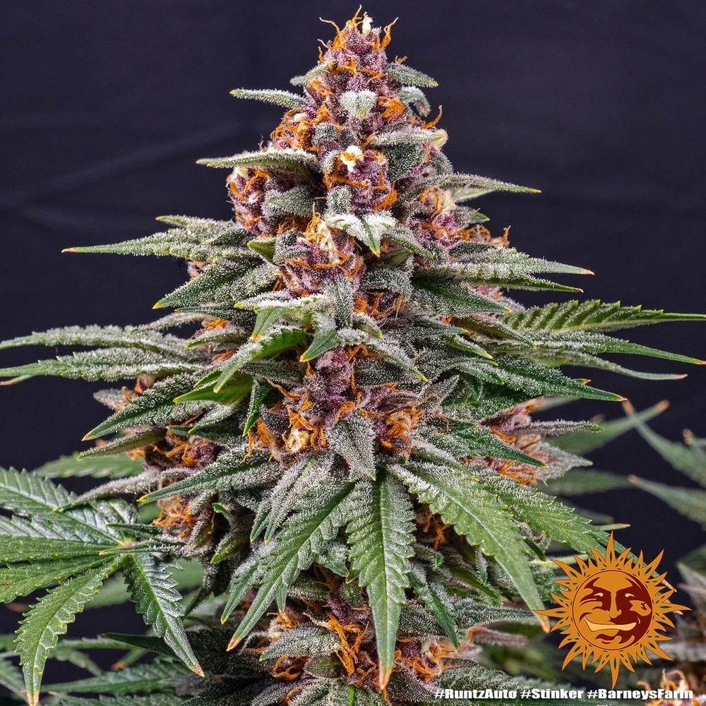 Auto Runtz (Feminisiert) Barney's Farm