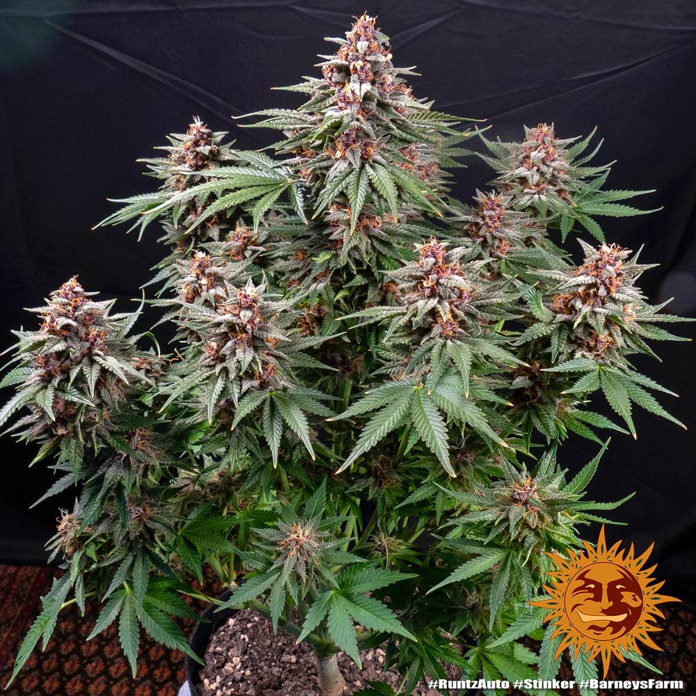 Auto Runtz (Feminisiert) Barney's Farm
