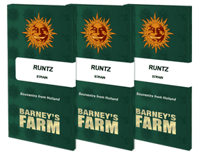 Runtz Feminisiert Barney's Farm