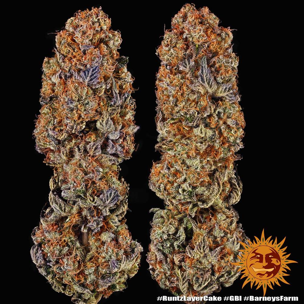 Runtz x Layer Cake Feminisiert Barney's Farm