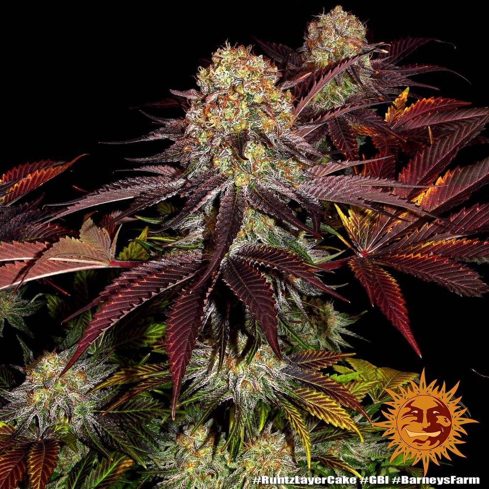 Runtz x Layer Cake Feminisiert Barney's Farm