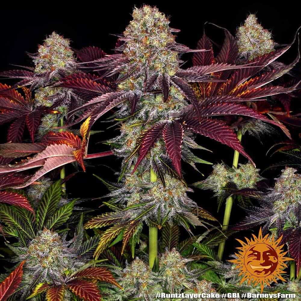 Runtz x Layer Cake Feminisiert Barney's Farm