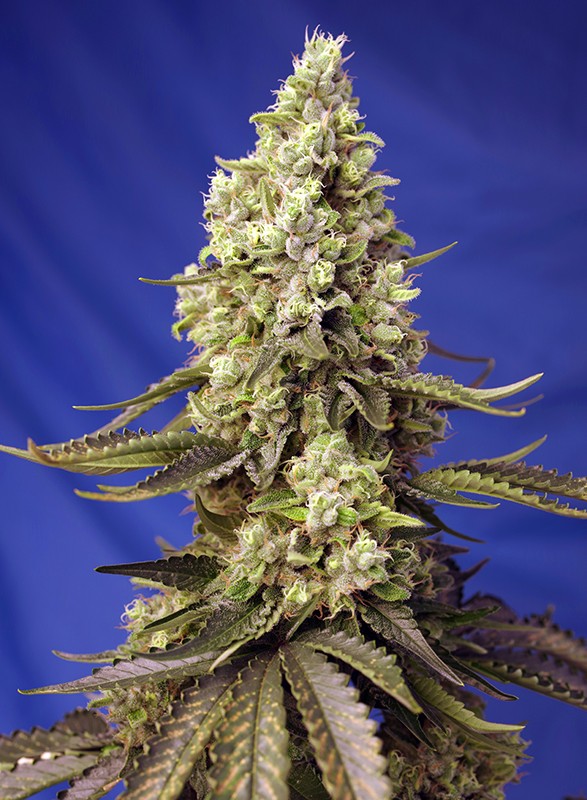 Auto Runtz XL® (Feminisiert) Sweet Seeds