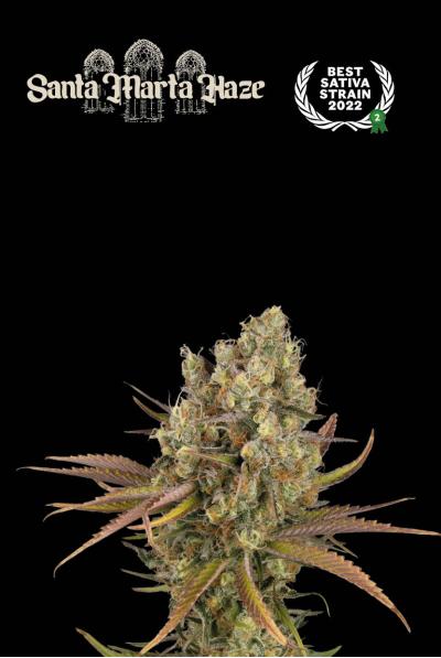 Auto Santa Marta Haze© (Feminisiert) Seedstockers