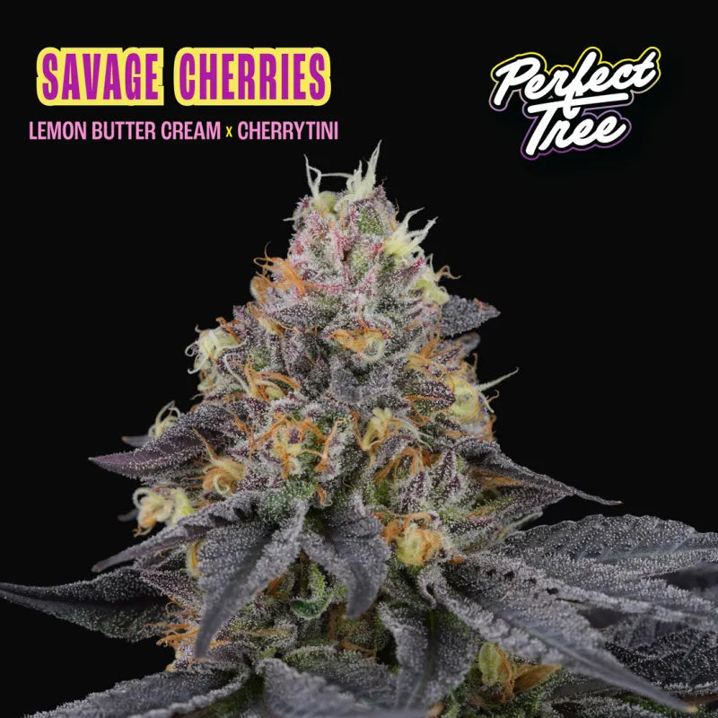 Savage Cherries Feminisiert Perfect Tree Seeds