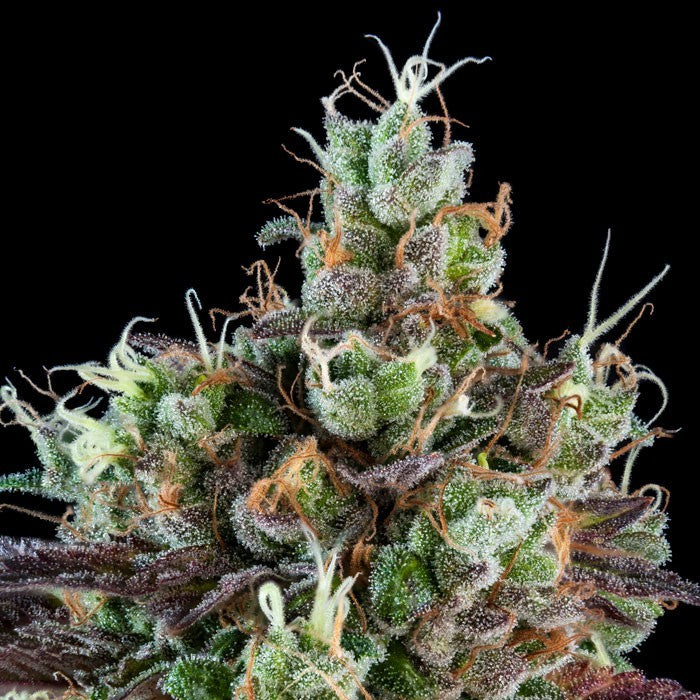 Sour Ripper Feminisiert Ripper Seeds