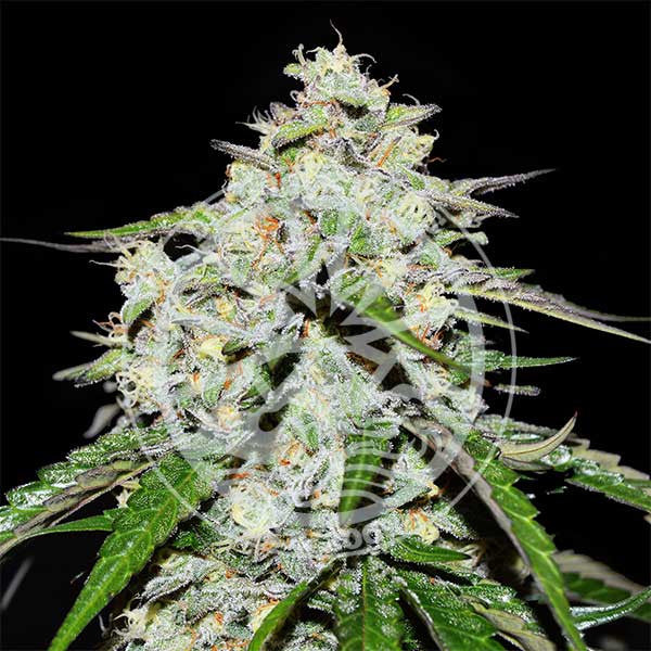Auto Space Cookies ® (Feminisiert) Delicious Seeds