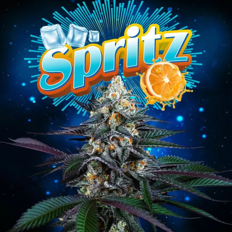 Spritz Feminisiert Perfect Tree Seeds