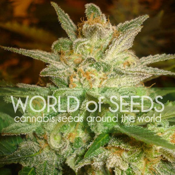 Star 47 Feminisiert Delicious Seeds (World of Seeds)