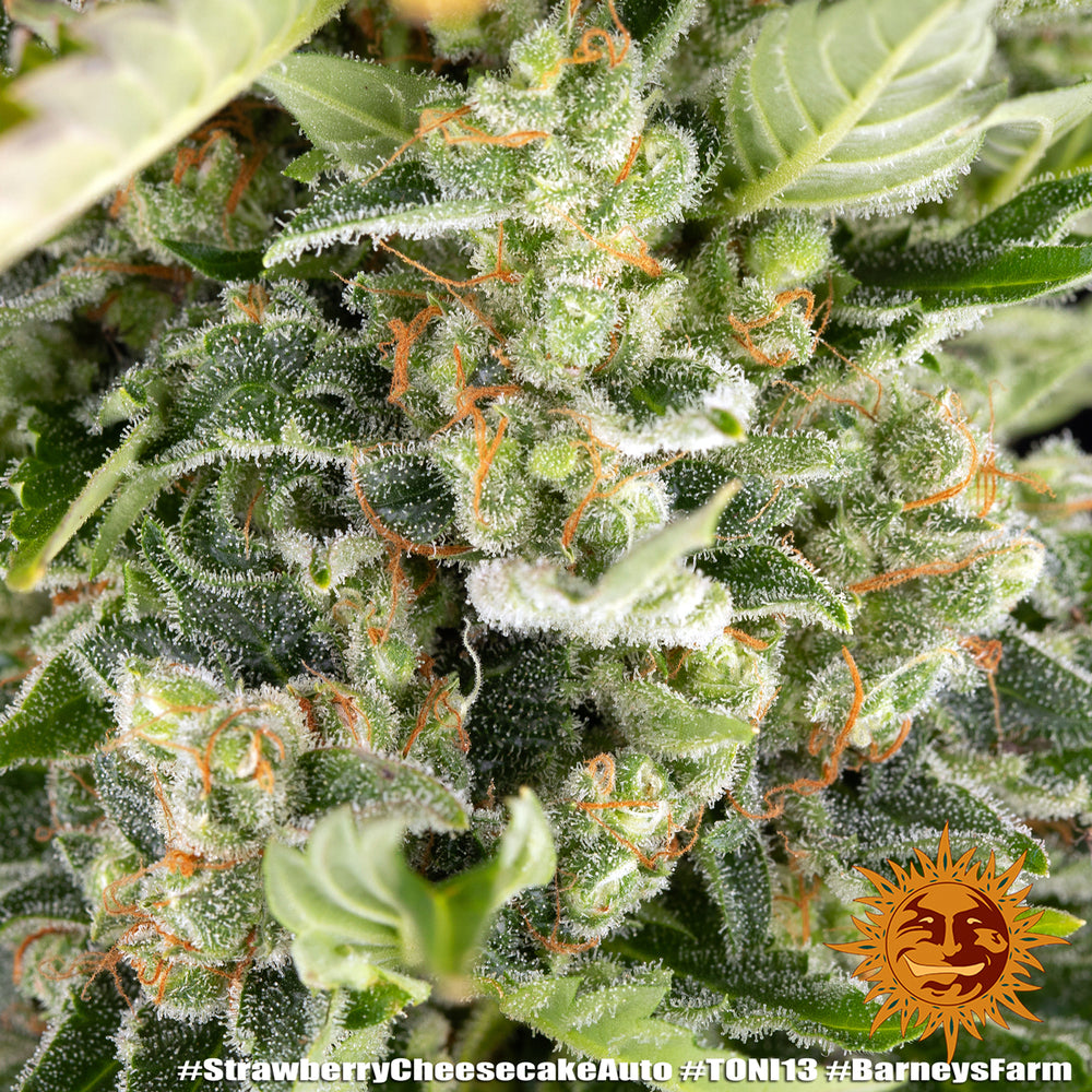 Auto Strawberry Cheesecake (Feminisiert) Barney's Farm