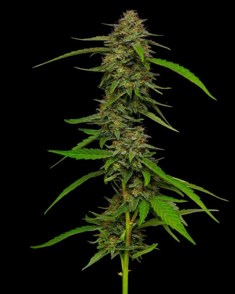 Strawberry Cheesecake Humboldt Seed Company