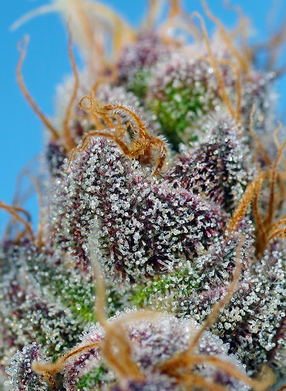 Strawberry Cola Sherbet F1 Fast Version® Feminisiert Sweet Seeds
