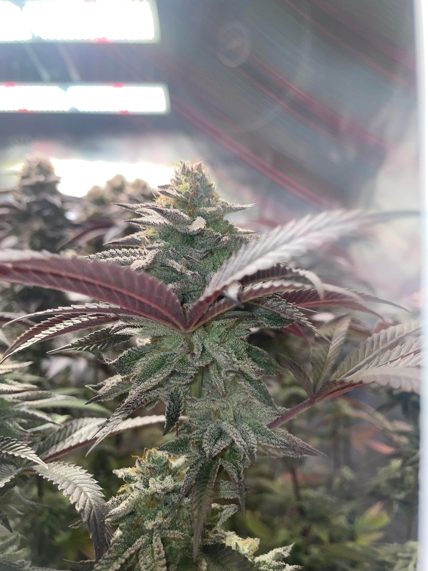 Studio 54 aka RS#54 Feminisiert Bubbatz Seeds