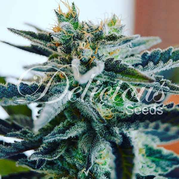 Sugar Black Rose ® Feminisiert Delicious Seeds