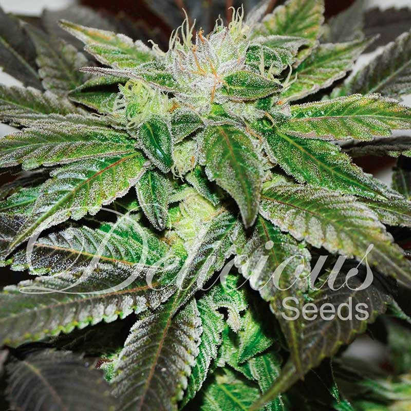 Sugar Candy ® Feminisiert Delicious Seeds