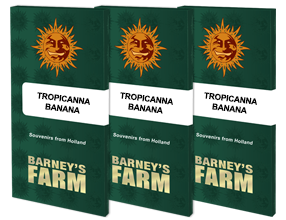 Tropicanna Banana Feminisiert Barney's Farm