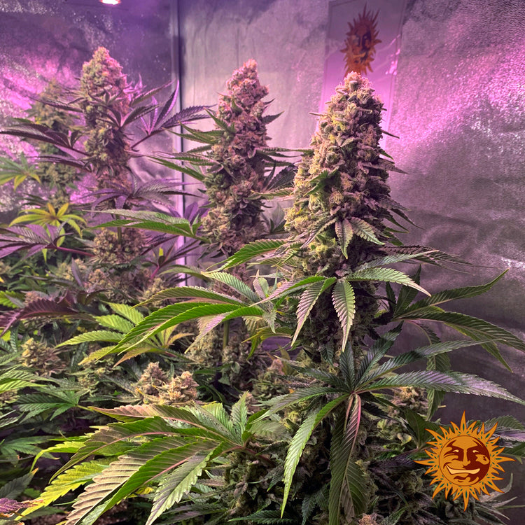 Tropicanna Banana Feminisiert Barney's Farm