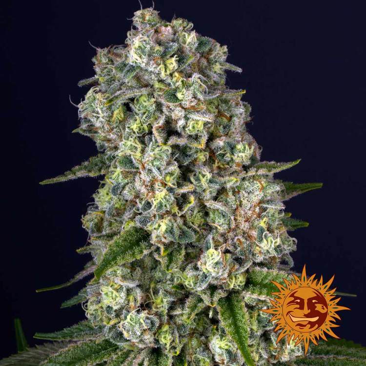 Tropicanna Banana Feminisiert Barney's Farm