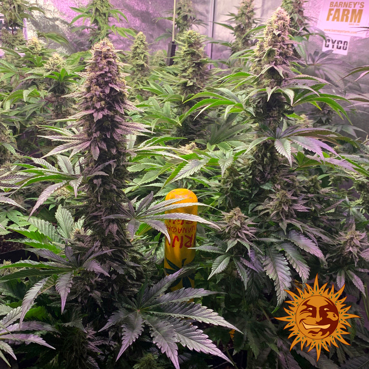 Tropicanna Banana Feminisiert Barney's Farm