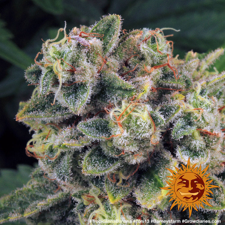 Tropicanna Banana Feminisiert Barney's Farm