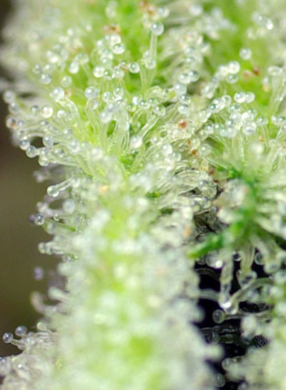 San Fernando Lemon Kush® Feminisiert Sweet Seeds