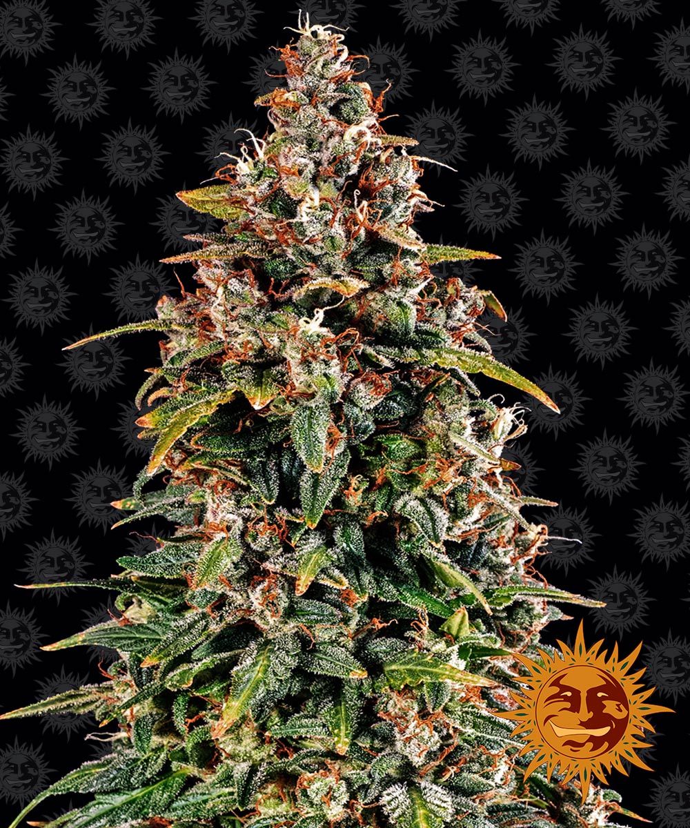 Auto Watermelon Zkittlez (Feminisiert) Barney's Farm