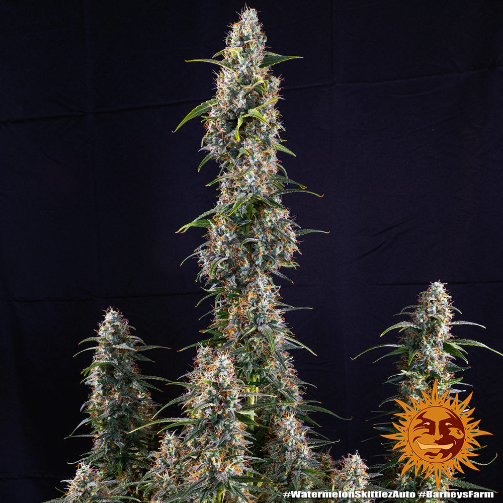 Auto Watermelon Zkittlez (Feminisiert) Barney's Farm