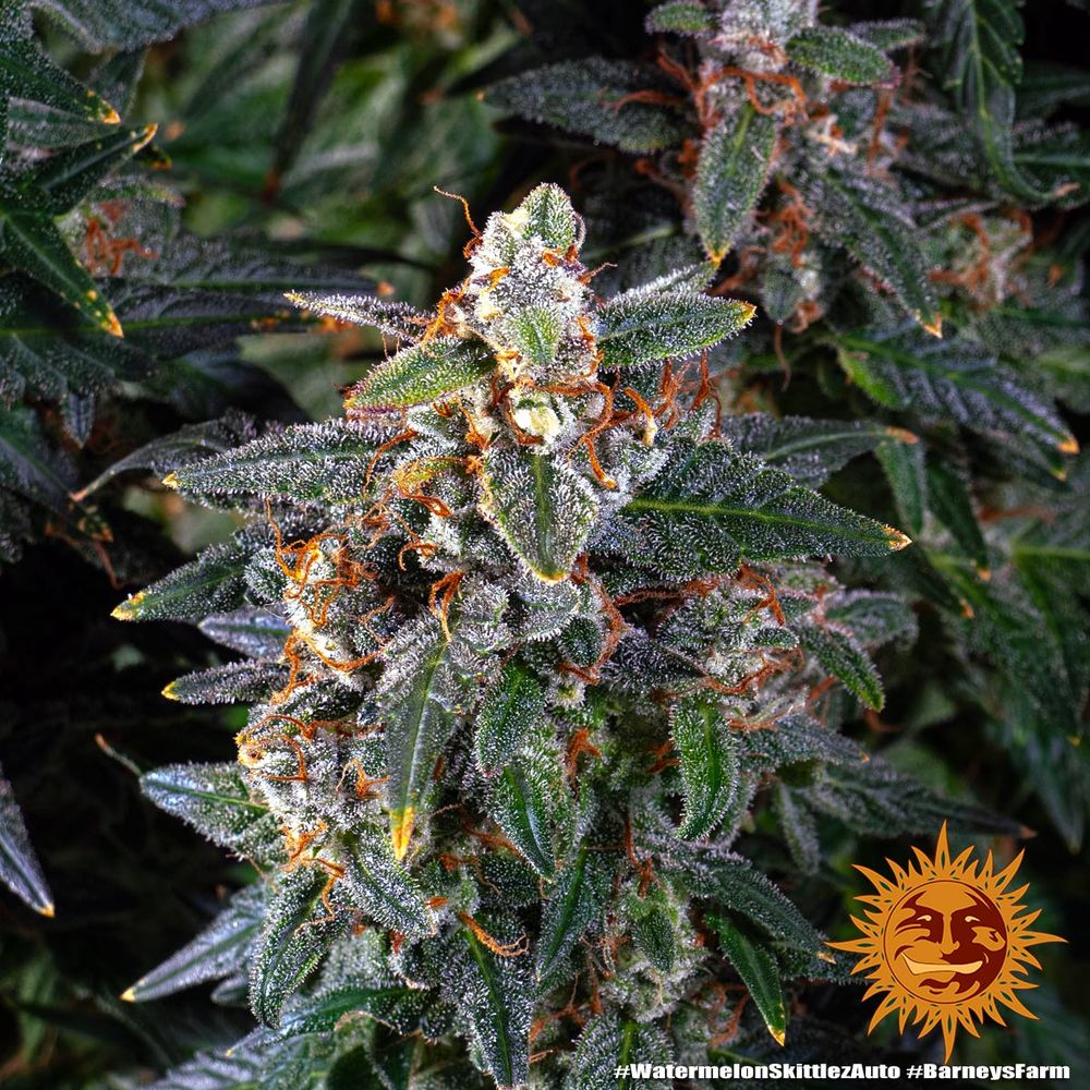 Auto Watermelon Zkittlez (Feminisiert) Barney's Farm