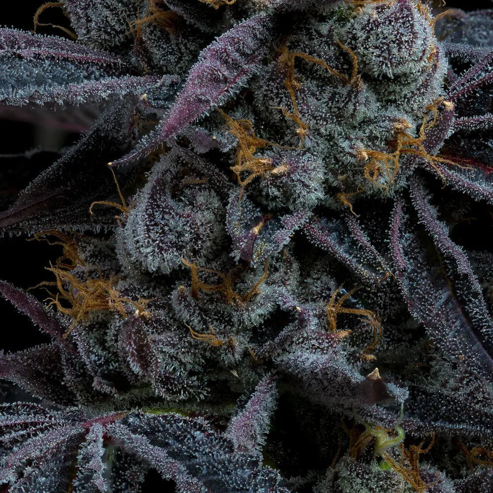 White Runtz Feminisiert Barney's Farm