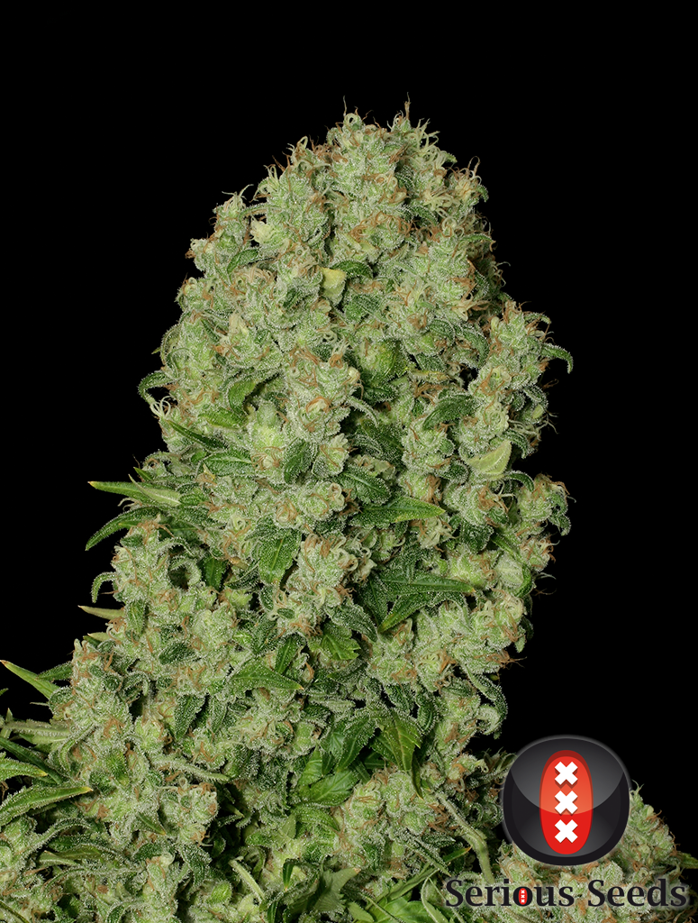 White Russian Feminisiert Serious Seeds