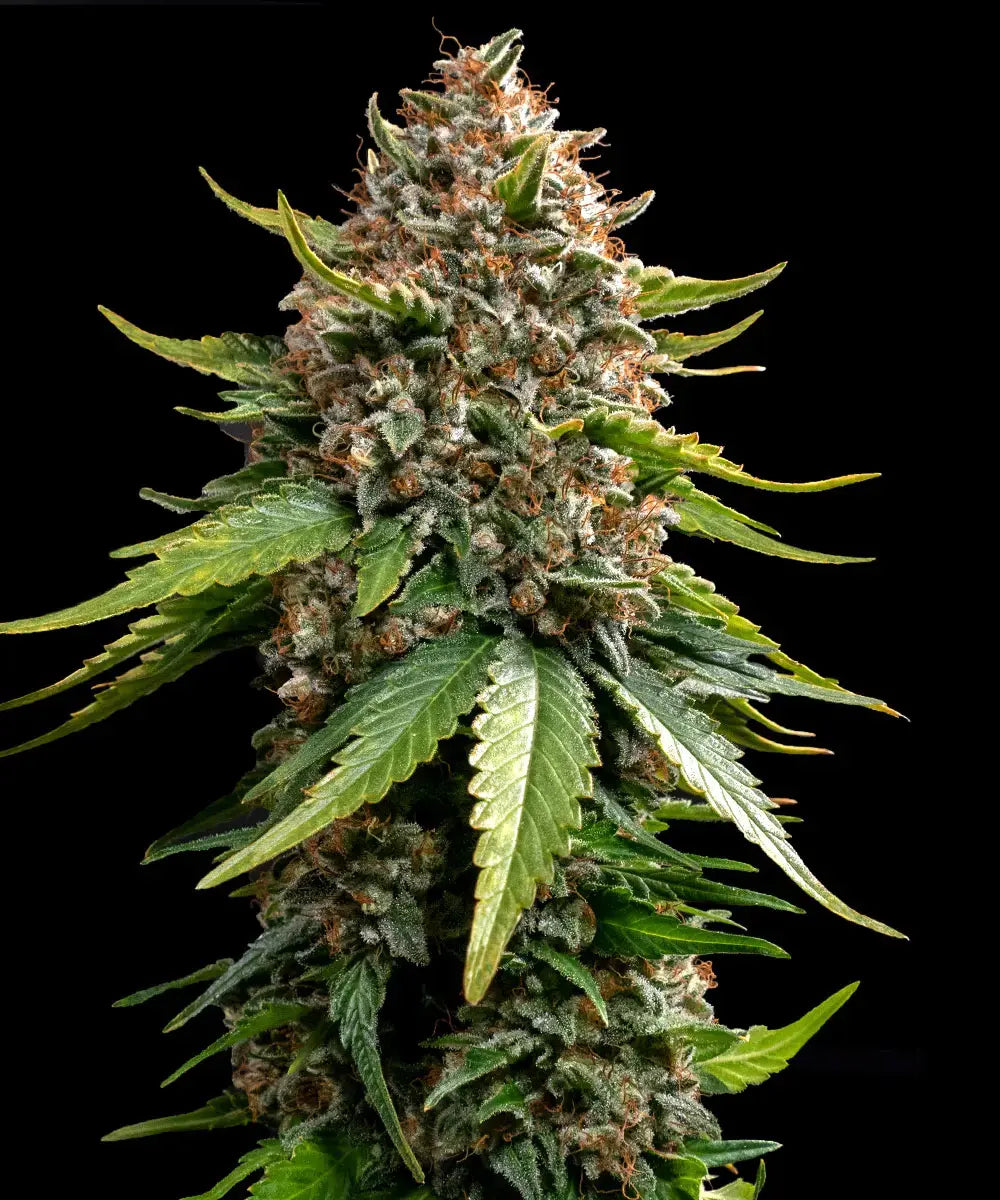 Auto White Widow XXL (Feminisiert) Barney's Farm