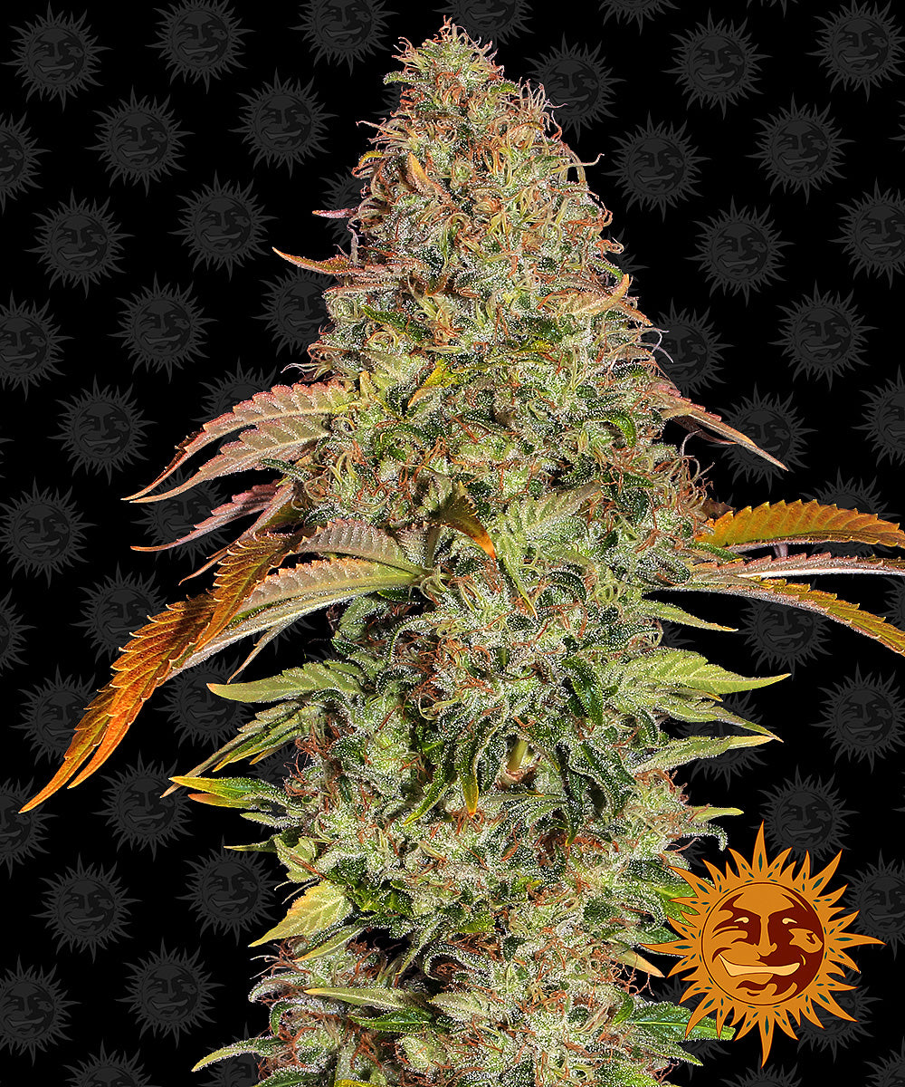 Auto Zkittlez OG (Feminisiert) Barney's Farm