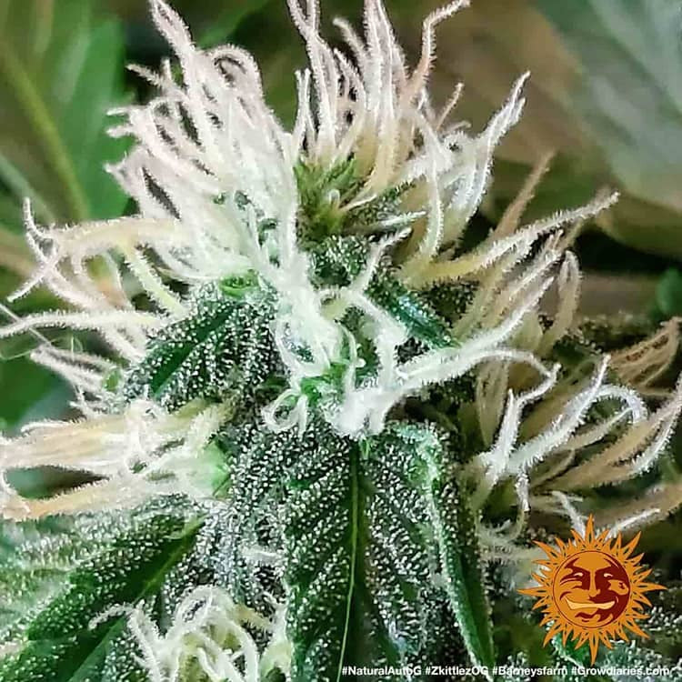 Auto Zkittlez OG (Feminisiert) Barney's Farm