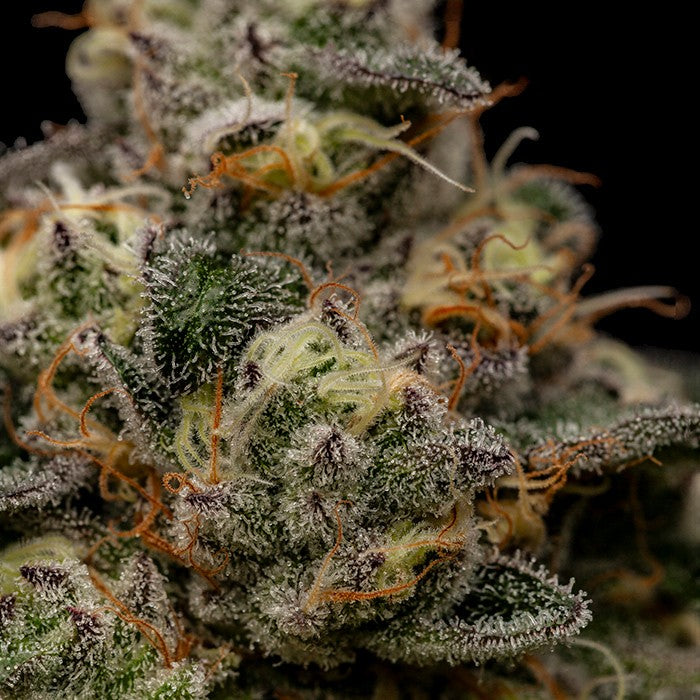 Zombie Bride Feminisiert Ripper Seeds