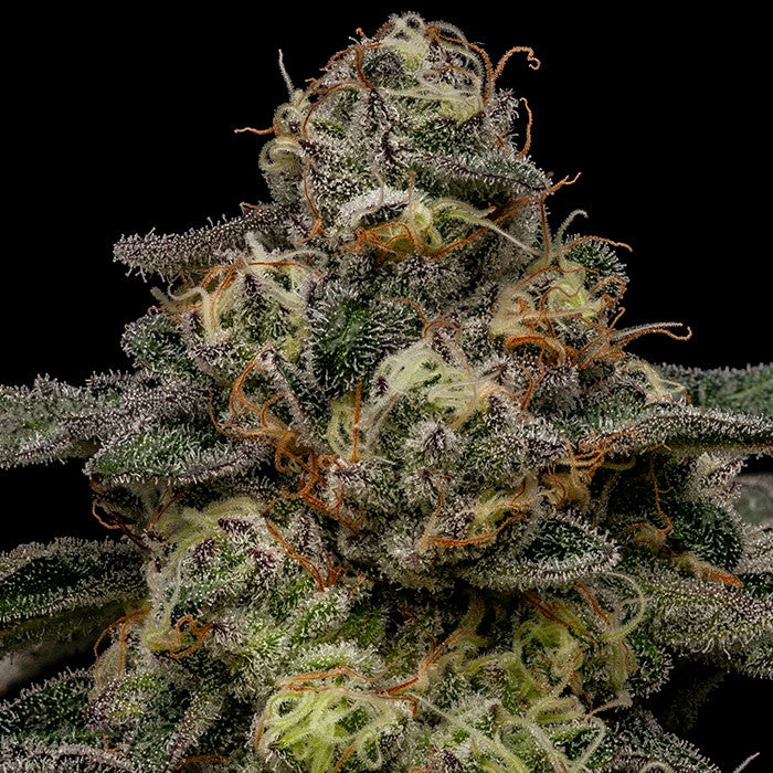 Zombie Bride Feminisiert Ripper Seeds