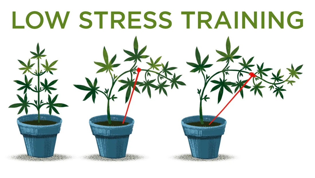 Low Stress Training (LST)