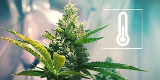 🌡️ Temperatur & Luftfeuchtigkeit beim Indoor-Grow – Optimale Bedingungen für maximale Erträge