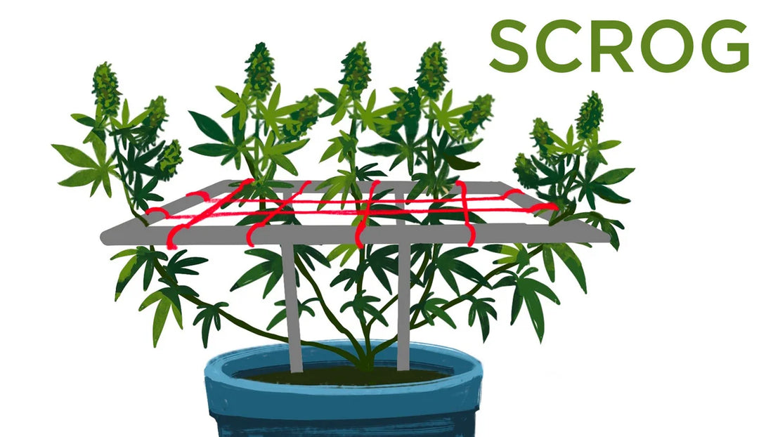 Scrog Screen SCROG Methode für Cannabis: Schritt-für-Schritt Anleitung & Tipps ...