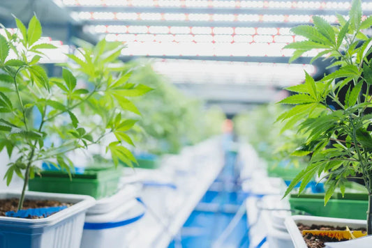 🌱 Grow-Blog: Clonen / Stecklinge erfolgreich ziehen