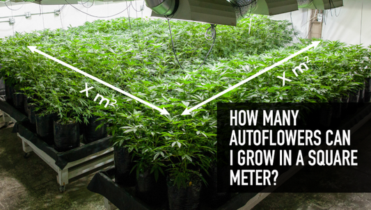 🌱 Wie viele Cannabispflanzen passen auf 1 m²? Dein Guide zur Anbaufläche