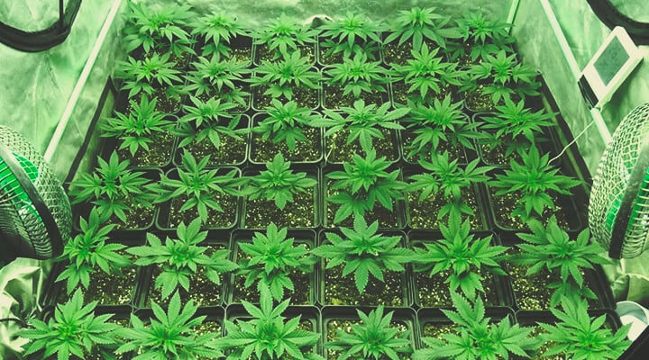 Sea of Green (SoG) Anbaumethode