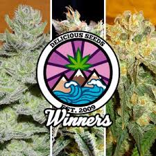 Delicious Seeds - Hochwertige Cannabis-Samen für jeden Züchter ...