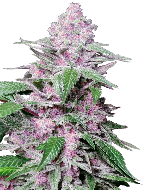 Purple Cookie Kush Feminisiert Sensi Seeds