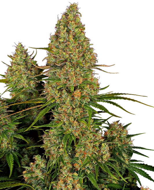 Auto Sticky Orange XXL (Feminisiert) Sensi Seeds