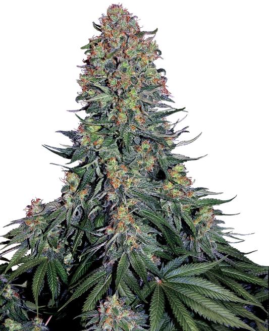 Blue Skunk Feminisiert Sensi Seeds