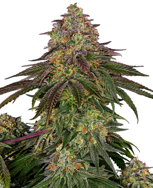 Sweet Cherry Kush Feminisiert Sensi Seeds