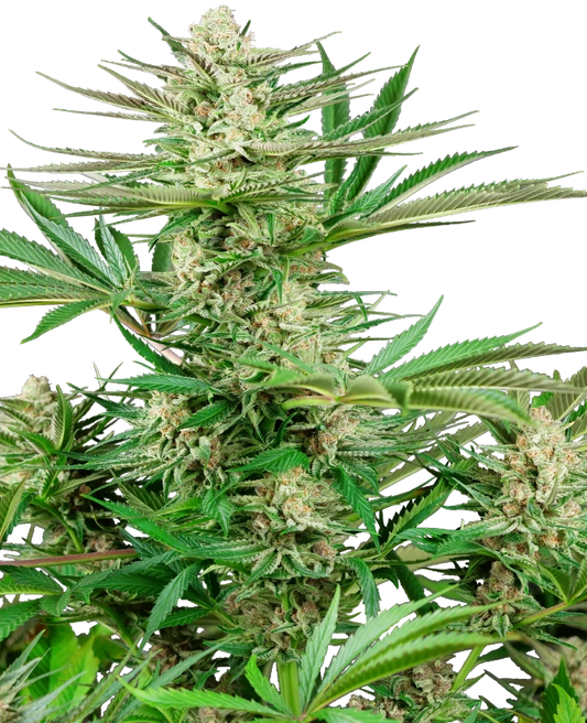 Malibu OG Gold  Feminisiert Sensi Seeds