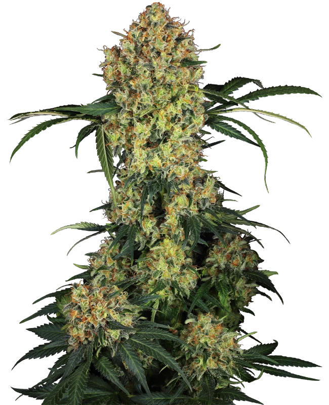 Aloha OG  Feminisiert Sensi Seeds