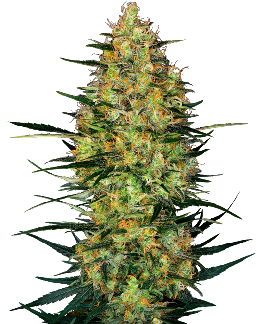 Auto Caramellow Kush (Feminisiert) Sensi Seeds